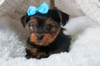 CHARLIE, a male Yorkshire Terrier for sale in Baltic, OH – Photo 9 of 10