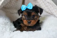 CHARLIE, a male Yorkshire Terrier for sale in Baltic, OH – Photo 8 of 10