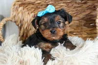 CHARLIE, a male Yorkshire Terrier for sale in Baltic, OH – Photo 6 of 10