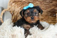 CHARLIE, a male Yorkshire Terrier for sale in Baltic, OH – Photo 7 of 10