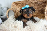 CHARLIE, a male Yorkshire Terrier for sale in Baltic, OH – Photo 3 of 10