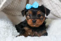 CHARLIE, a male Yorkshire Terrier for sale in Baltic, OH – Photo 10 of 10