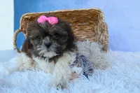 RUBY, a female Shih Tzu for sale in Baltic, OH – 10 of 10