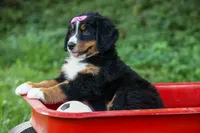 SALLY, a female Bernese Mountain Dog for sale in Baltic, OH – 2 of 10
