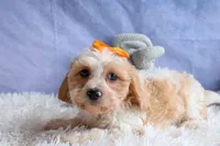 ROMEO, a male Cavachon for sale in Baltic, OH – 3 of 10
