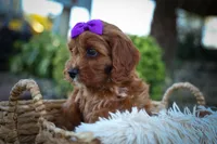 RUSTY, a male Cavapoo for sale in Baltic, OH – 9 of 10
