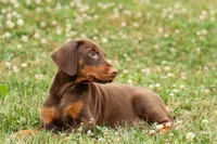 DASHER, a male Doberman Pinscher for sale in Baltic, OH – 2 of 10