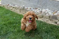 NELLIE, a female Cavapoo for sale in Baltic, OH – 8 of 9