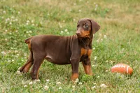 DOLLY, a female Doberman Pinscher for sale in Baltic, OH – 10 of 10