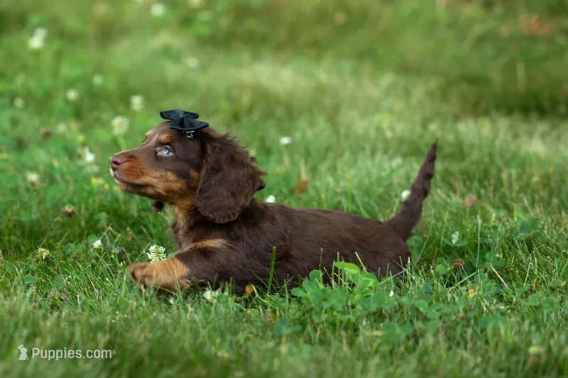 MAX – Miniature Dachshund puppy for sale in Baltic, OH