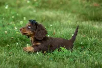 MAX, a male Miniature Dachshund for sale in Baltic, OH – 3 of 10