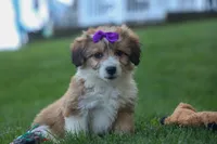 NELLY, a female Pembroke Welsh Corgi and Poodle - Miniature  for sale in Baltic, OH – 3 of 10