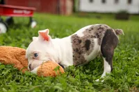 BELLA, a female Frenchton for sale in Baltic, OH – 5 of 10