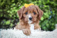 MAXY, a male Cavapoo for sale in Baltic, OH – 4 of 10