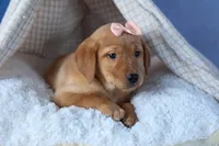 DIXIE, a female Labrador Retriever for sale in Baltic, OH – Photo 4 of 10