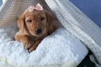 DIXIE, a female Labrador Retriever for sale in Baltic, OH – Photo 7 of 10