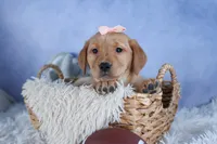 DIXIE, a female Labrador Retriever for sale in Baltic, OH – Photo 8 of 10