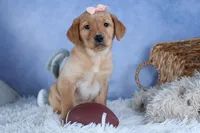 DIXIE, a female Labrador Retriever for sale in Baltic, OH – Photo 2 of 10