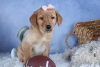DIXIE, a female Labrador Retriever for sale in Baltic, OH – Photo 3 of 10