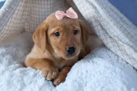 DIXIE, a female Labrador Retriever for sale in Baltic, OH – Photo 5 of 10