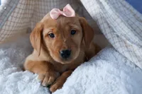 DIXIE, a female Labrador Retriever for sale in Baltic, OH – Photo 6 of 10