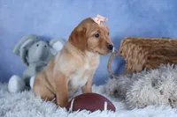 DIXIE, a female Labrador Retriever for sale in Baltic, OH – Photo 1 of 10