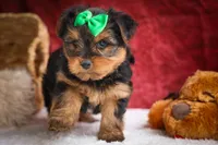 DUKE, a male Yorkshire Terrier for sale in Baltic, OH – 8 of 10
