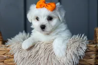 PATRICK, a male Maltese for sale in Baltic, OH – 10 of 10