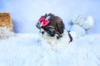 RACHEL, a female Shih Tzu for sale in Baltic, OH – 2 of 10