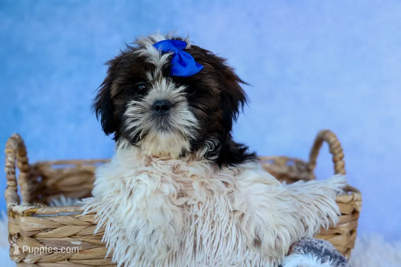 RANDY – Shih Tzu puppy for sale in Baltic, OH