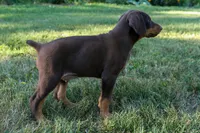 ODIN, a male Doberman Pinscher for sale in Baltic, OH – 6 of 7
