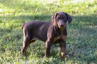 GEMMA, a female Doberman Pinscher for sale in Baltic, OH – 4 of 6