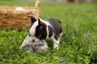 BONNIE, a female Frenchton for sale in Baltic, OH – 7 of 10