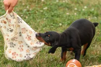 DAisy, a female Doberman Pinscher for sale in Baltic, OH – 5 of 9