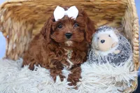 RHODA, a female Cavapoo for sale in Baltic, OH – 10 of 10