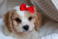 ROSCOE, a male Cavachon for sale in Baltic, OH – 2 of 10