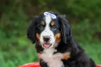 SOPHIE, a female Bernese Mountain Dog for sale in Baltic, OH – 2 of 10
