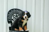 SOPHIE, a female Bernese Mountain Dog for sale in Baltic, OH – 4 of 10