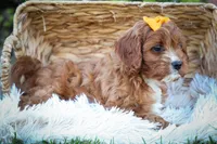 MAXY, a male Cavapoo for sale in Baltic, OH – 3 of 10