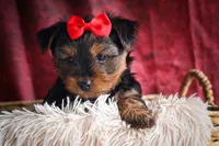 DOC, a male Yorkshire Terrier for sale in Baltic, OH – 4 of 10