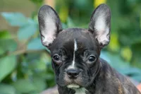 MISTY, a male Frenchton for sale in Baltic, OH – 6 of 10