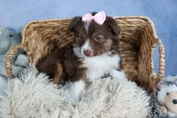 ELLIE, a female Miniature American Shepherd for sale in Baltic, OH – Photo 10 of 10