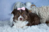ELLIE, a female Miniature American Shepherd for sale in Baltic, OH – Photo 2 of 10