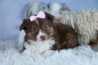 ELLIE, a female Miniature American Shepherd for sale in Baltic, OH – Photo 3 of 10