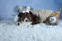 ELLIE, a female Miniature American Shepherd for sale in Baltic, OH – Photo 5 of 10