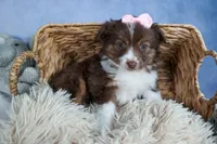ELLIE, a female Miniature American Shepherd for sale in Baltic, OH – Photo 1 of 10