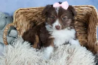 ELLIE, a female Miniature American Shepherd for sale in Baltic, OH – Photo 9 of 10