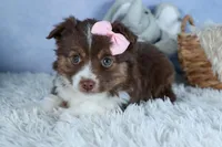 ELLIE, a female Miniature American Shepherd for sale in Baltic, OH – Photo 7 of 10
