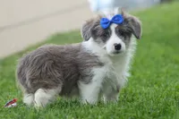 NOAH, a male Pembroke Welsh Corgi and Poodle - Miniature  for sale in Baltic, OH – 9 of 10