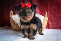 DOC, a male Yorkshire Terrier for sale in Baltic, OH – 9 of 10